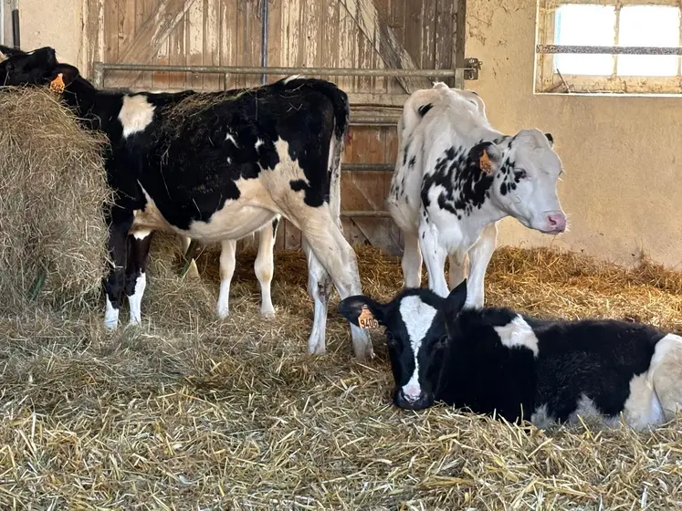 Trois jeunes bovins de race Prim'holstein de l'exploitation du Lycée agricole Brioude-Bonnefont en Haute-Loire sur leur litière de paille.