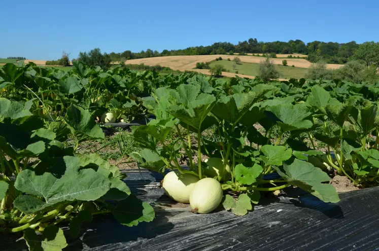 courges spaghetti dans un champs dans le puy de dôme 