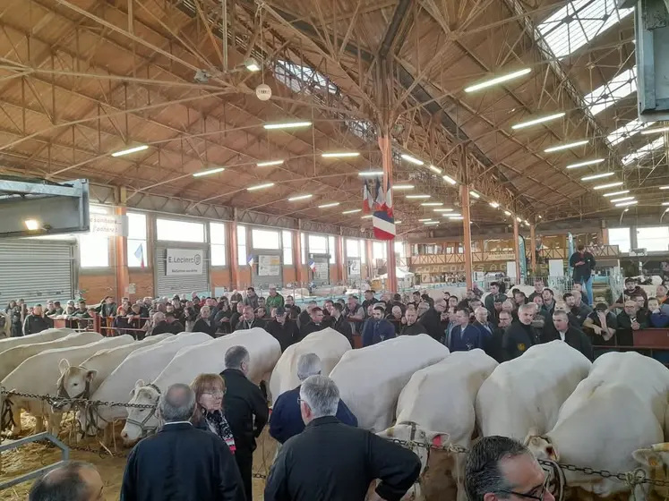 des vaches alignés dans un bâtiment et la foule autour