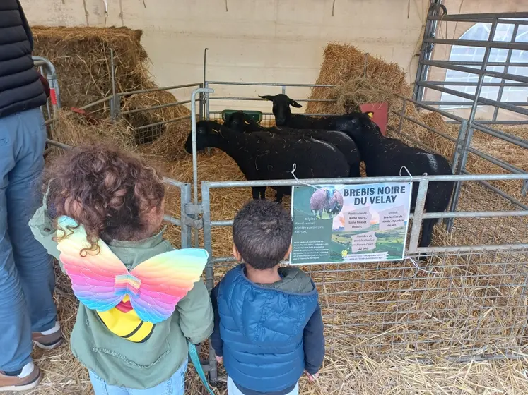 Enfants devant mini-ferme