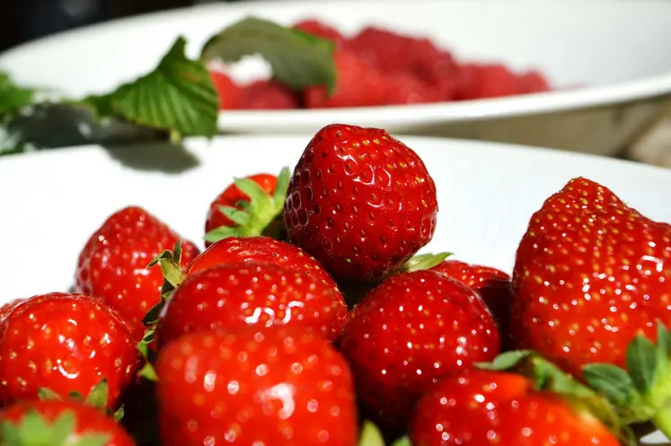 Fraises des Monts du Velay