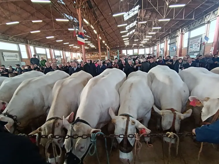 des vaches sont alignés dans un bâtiment