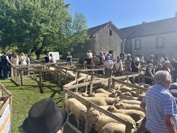 des lots de moutons