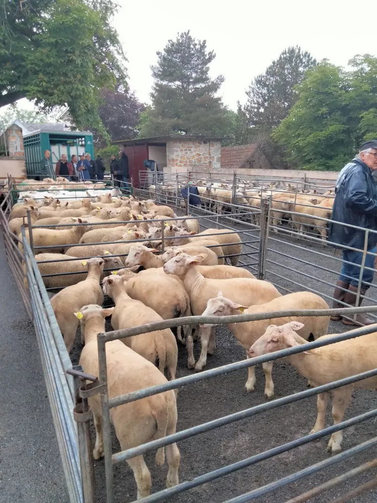 des lots de moutons