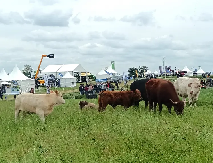 des bovins au Salon de l'herbe