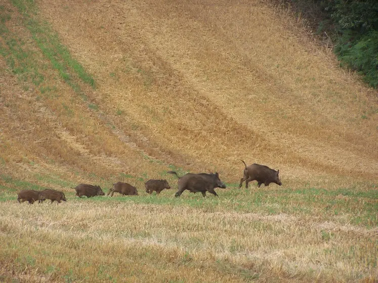 Sangliers dans un champ de céréales après récolte.