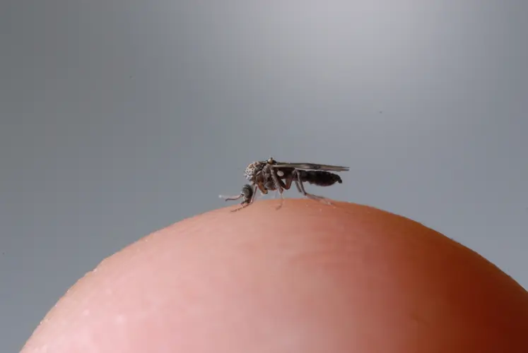 Les culicoïdes sont des insectes diptères de la famille des Ceratopogonidae. Ce sont des moucherons de petite taille (1 à 3 mm) qui volent en essaims. Dans le monde, on compte environ 1.400 espèces dont une centaine en Europe de l’ouest et seules une dizaine peuvent être vectrices de pathologies, les principales étant Culicoides obsoletus, imicola et pulicaris.