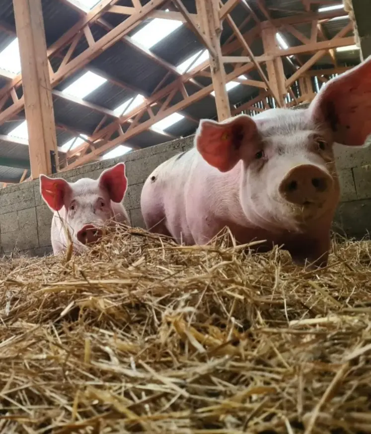 deux cochons