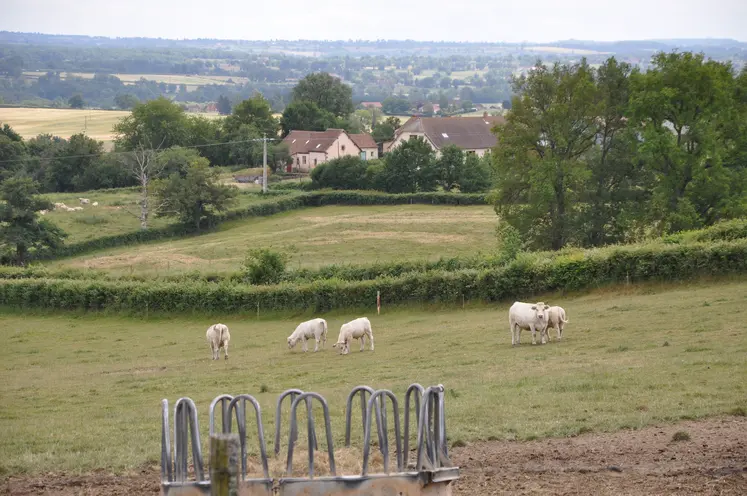 Vaches charolaises dans un pré.