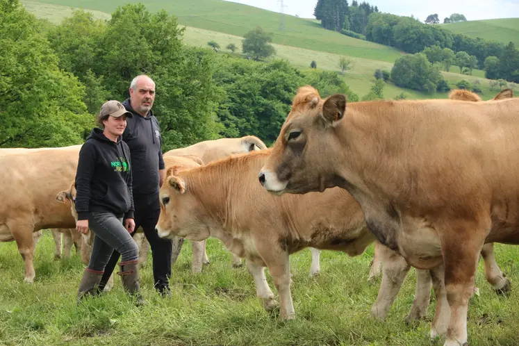 Une jeune femme et un homme marchant au milieu d'un troupeau de vaches aubrac.