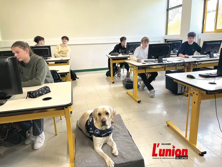 Un chien assis dans une salle de classe.