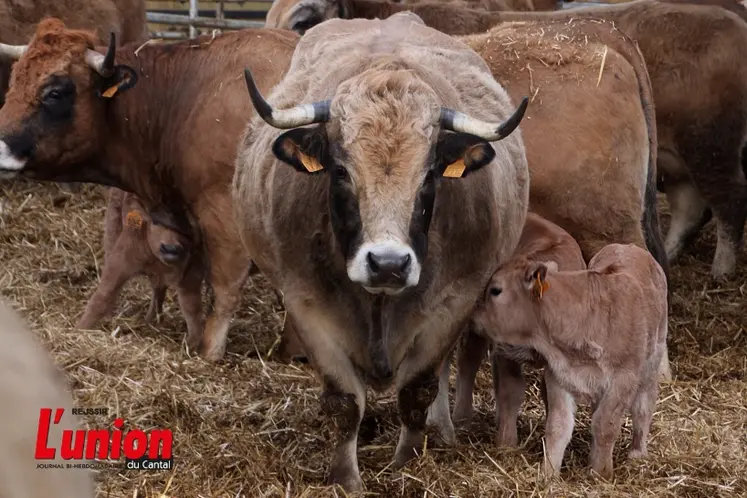 Vache aubrac qui allaite son petit veau.
