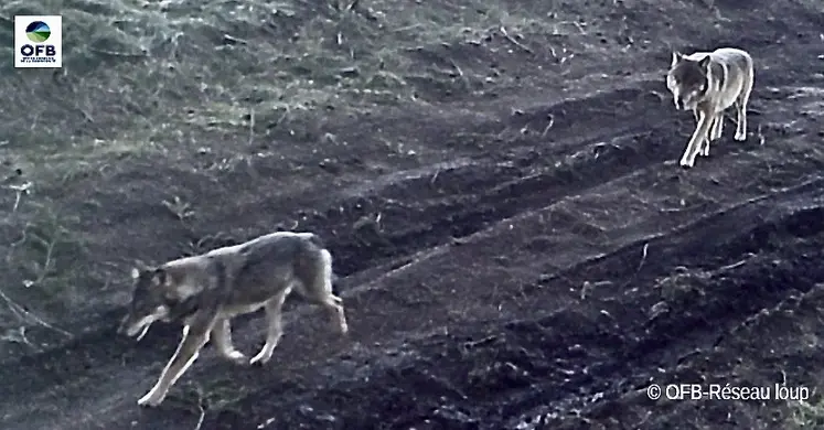 le couple de loup corréziens