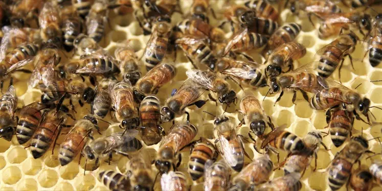 Les abeilles dans leur ruche