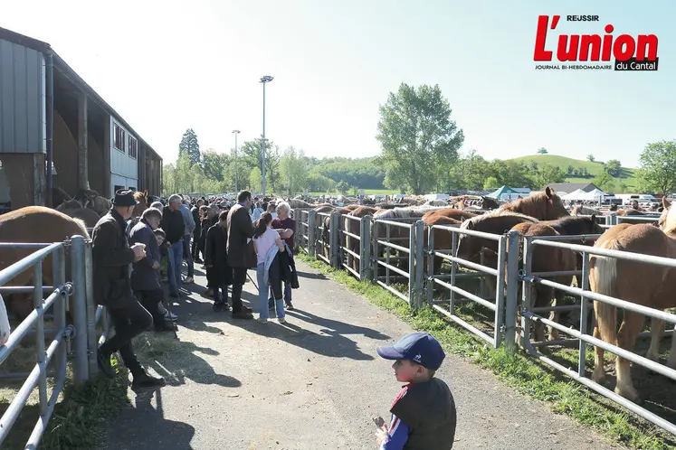 Chevaux dans des box