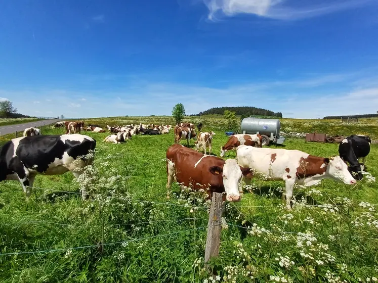 Vaches au pré