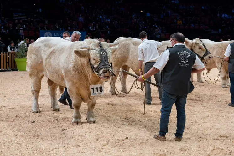 20 ans après son premier national au Zénith, la race charolaise revient au sommet en 2025.