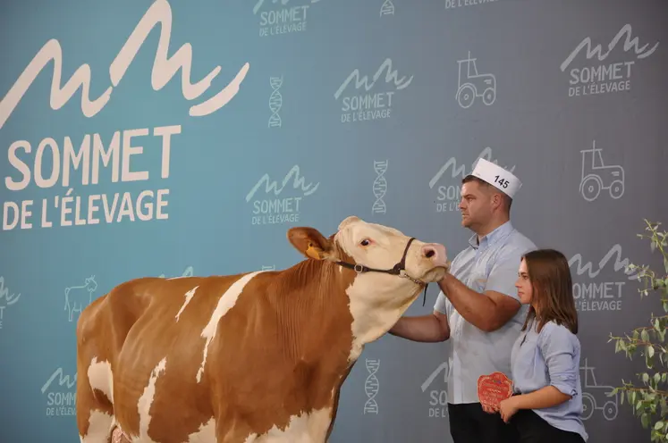 La race simmental sera en concours national au Sommet.