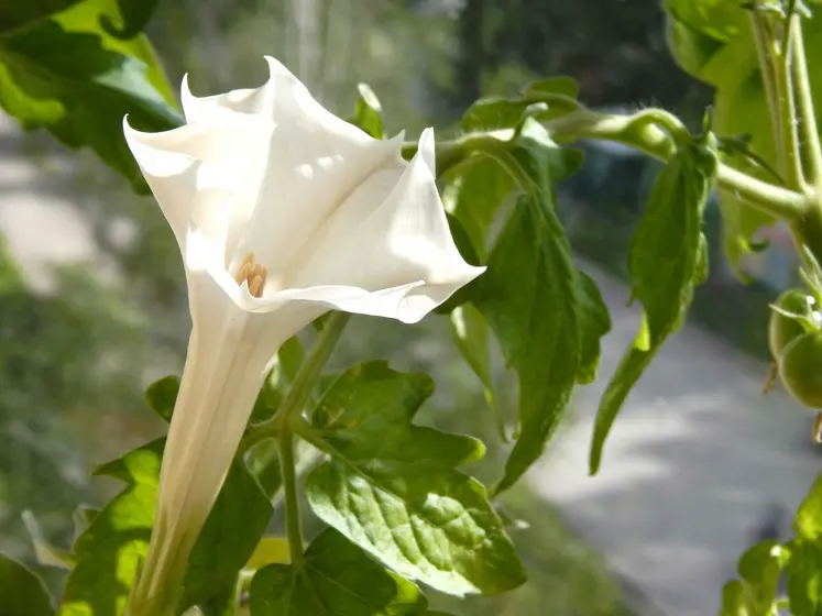 Datura en fleur