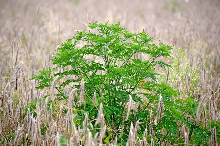 Plant d'ambroisie