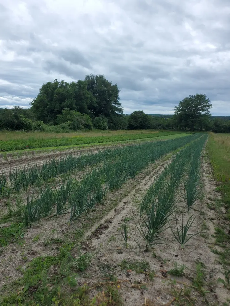 Champ de légumes