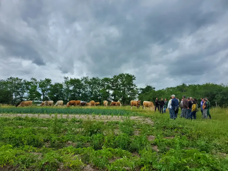 Hommes et femmes dans un champ, avec des bovins en arrière plan