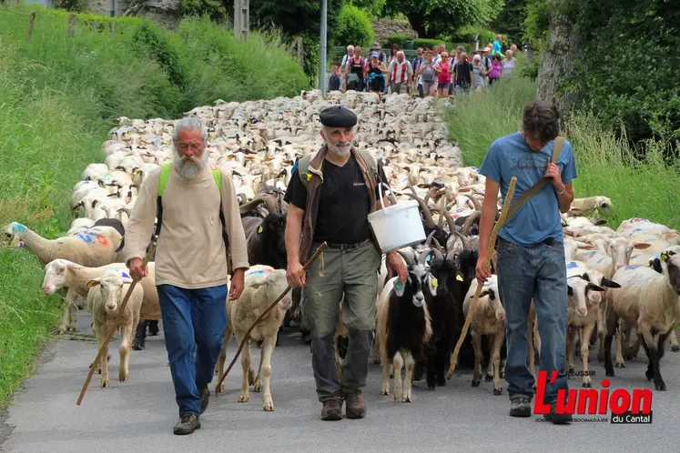 un troupeau ovin monte aux estives, conduit par trois bergers