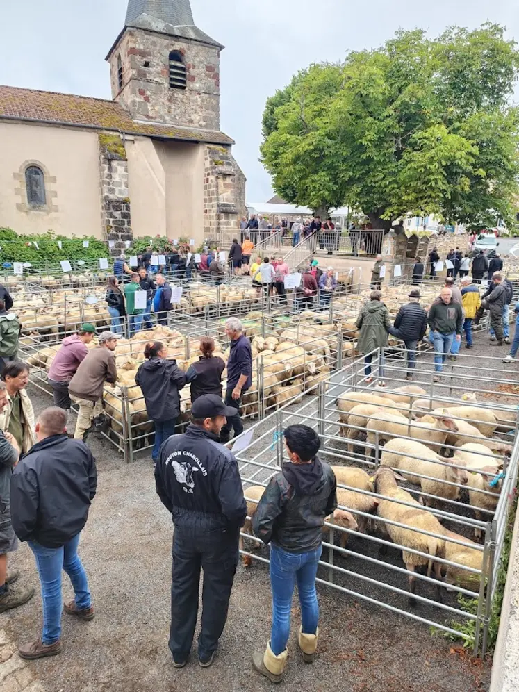foire aux moutons sur la place d'un village
