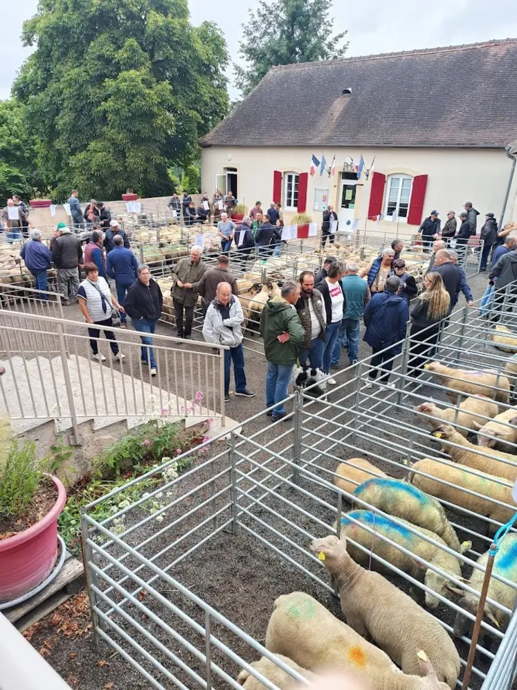 Foire aux moutons sur la place d'un village