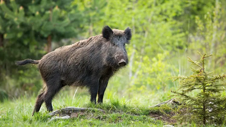 sanglier dans la nature