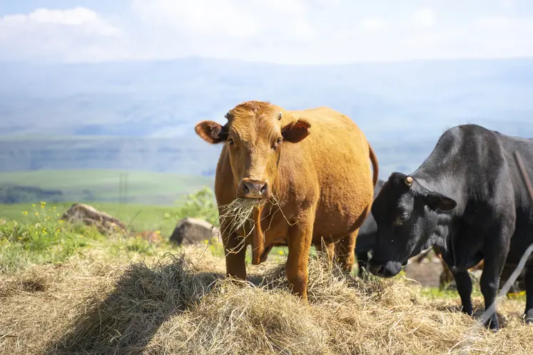 vaches en train de manger
