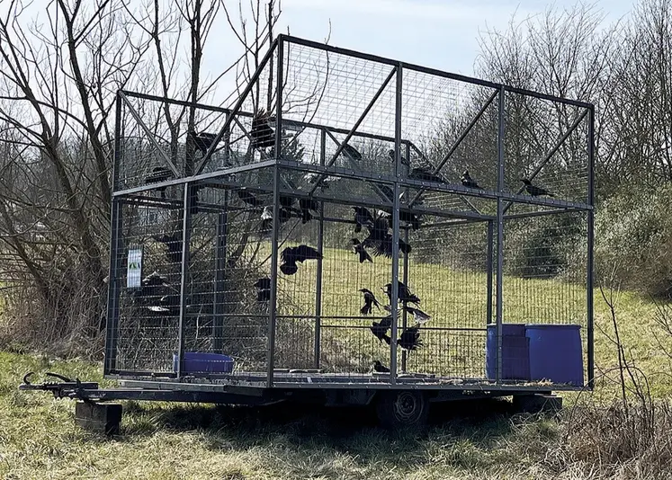 Une cage à corbeaux