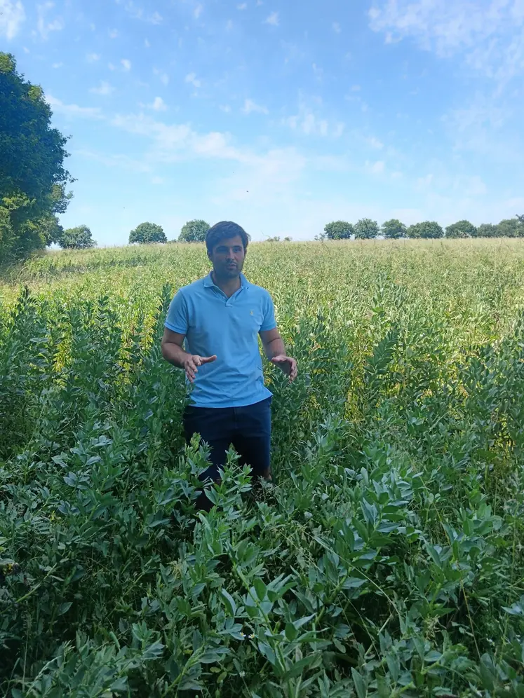un homme dans un champ de féveroles