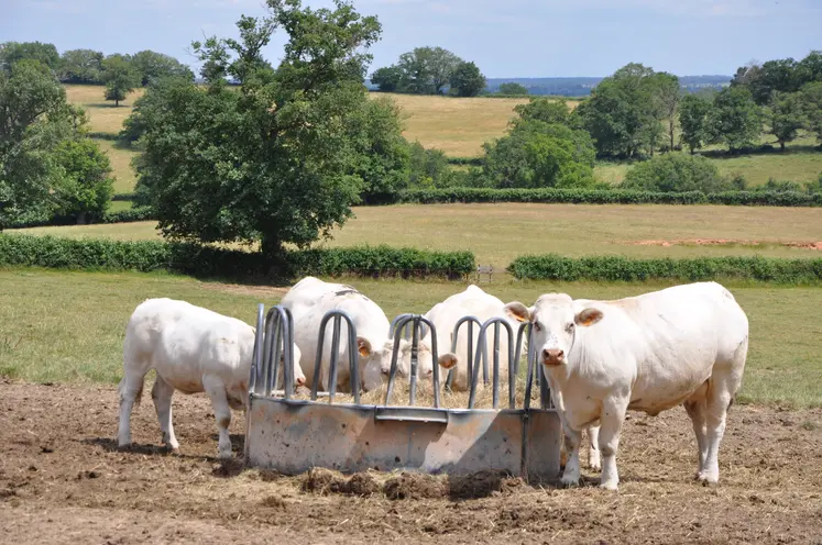 vaches dans un pré avec des fourrages.