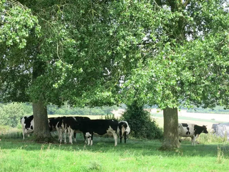 Au pâturage, privilégiez les parcelles avec des arbres.