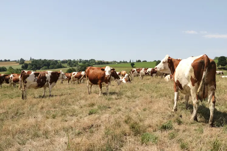 Même en altitude, l'herbe est déjà sèche à la mi-juillet.