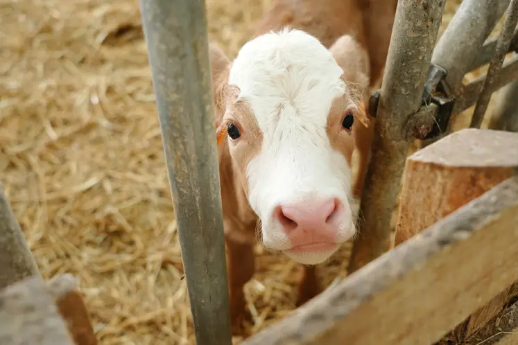 La valorisation de la matière grasse du lait est un enjeu important pour les producteurs.