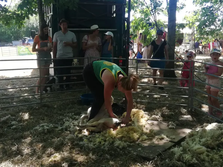 Démonstration de tonte de moutons