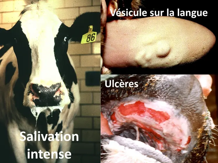 Ils bavent, ils boitent, et si c’était la fièvre aphteuse ?Une salivation importante et des boiteries sur des porcs ou des ruminants doit alerter l’éleveur qui prend contact avec son vétérinaire et la DDETSPP pour signaler la suspicion.
