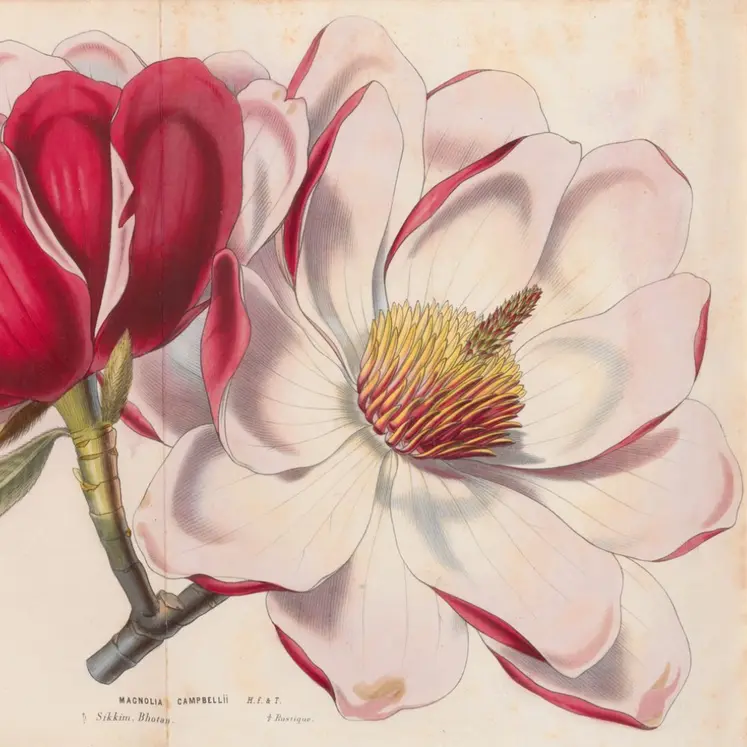 Le Magnolia, Magnolia campbelli, Flore des serres et jardins d'Europe, tome XII (1857).