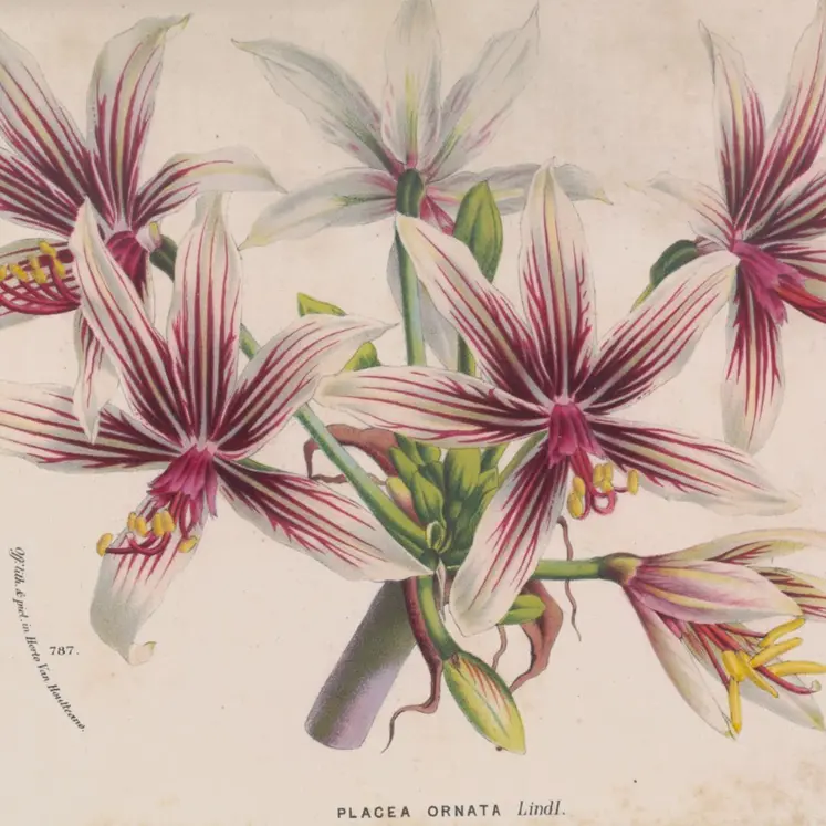 L’amaryllis chilien, Placea ornata, Flore des serres et jardins d'Europe, tome XX (1874).