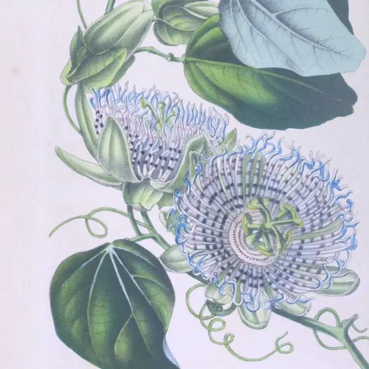 La Passiflore, Passoflora Actinia, Flore des serres et des jardins d’Europe, tome II (1846).