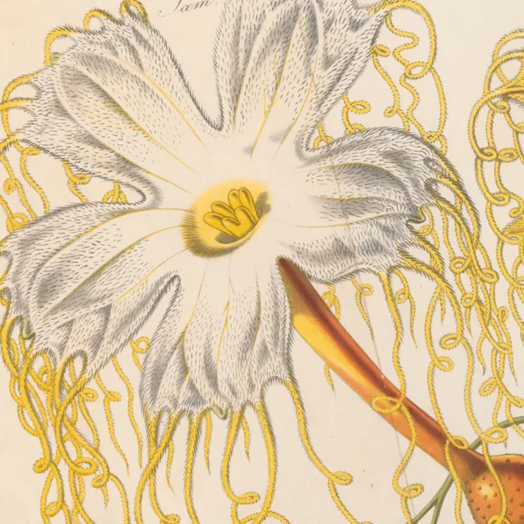 La Liane, Hodgsonia heteroclita, Flore des serres et jardins d'Europe, tome XII. (1857).