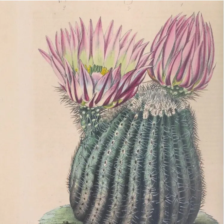 Le Castus, Echinocatus pectiniferus, Flore des serres et des jardins d’Europe, tome II (1846).