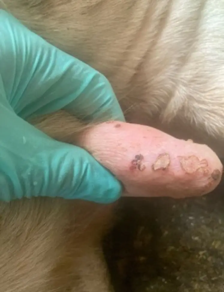 Les lésions même cicatrisées restent douloureuses pour l'animal.