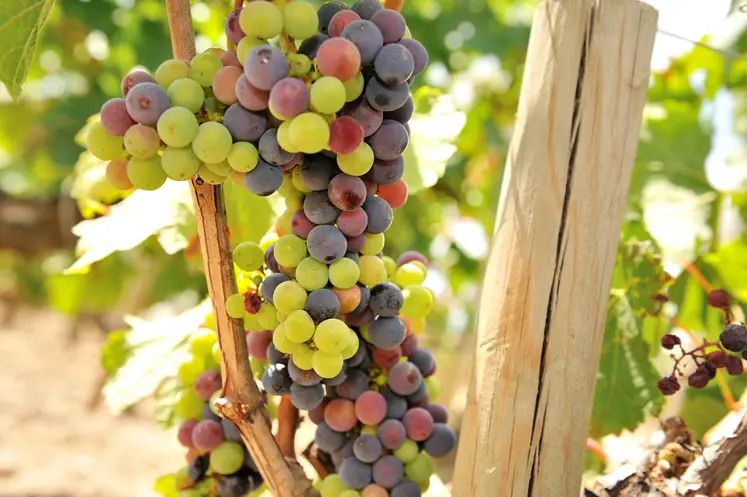 Les vignes du Puy-de-Dôme entame leur véraison, sans problématique sanitaire, ni de sécheresse pour l'instant.