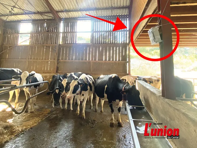 vaches dans une stabulation équipée d'un capteur