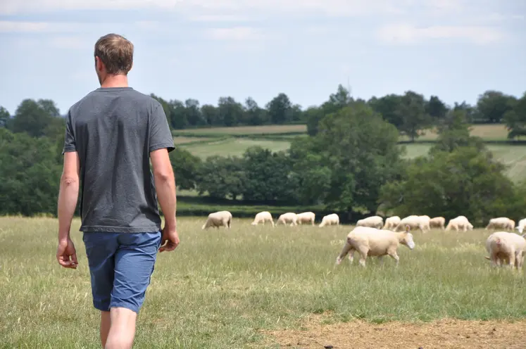 homme au milieu d'un pré avec des moutons.