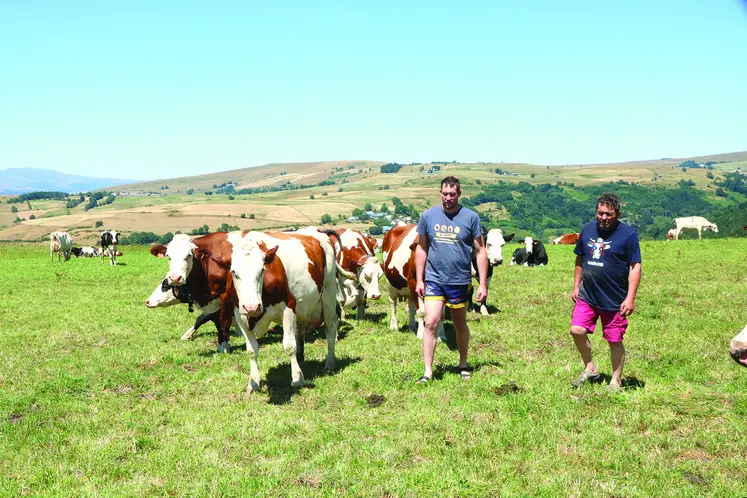 des vaches, la nature, le Cézallier, la famille Lemmet, deux hommes