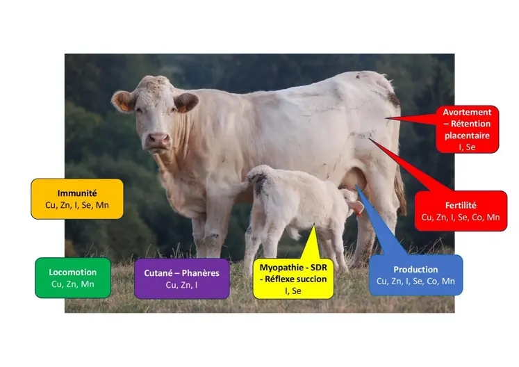 Les oligoéléments jouent un rôle essentiel dans la santé des animaux et leurs performances zootechniques.